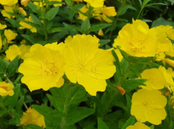 Солнечно и +29: жаркая погода ждет волгодонцев в предпоследний рабочий день