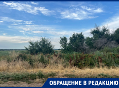 «Трава всё выше, скоро зацветёт амброзия»: жители хутора Ильинов жалуются на соседа-фермера