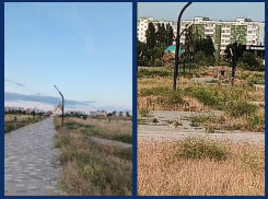  «Это просто позор!»: волгодончанка сняла на видео гибель деревьев в парке «Молодежный» 