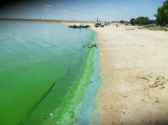 Цимлянское водохранилище начало сильно цвести