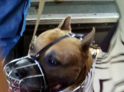 «Охранник кладбища переполошил пассажиров автобуса»