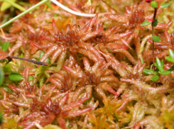 Фиолетовый сфагнум обнаружили под Цимлянском 