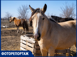 Царство милых лошадок: где под Волгодонском живут общительные лошади