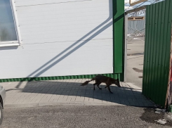 Очень тощую лисицу с лысым хвостом заметили на окраине Волгодонска