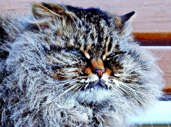 Пасмурным и морозным будет этот четверг в Волгодонске 