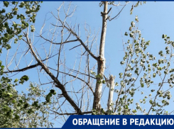 «Сухие деревья уже много лет являются угрозой для жизни детей»: волгодонцы 