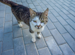 По-осеннему прохладно будет сегодня в Волгодонске 