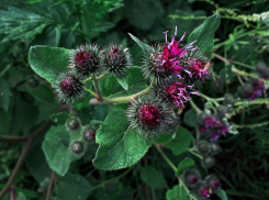 Волгодонцы с нетерпением ждут весны, чтобы полакомиться свежим репейником 