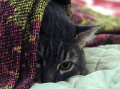 Мороз и холодный ветер принесет понедельник волгодонцам 