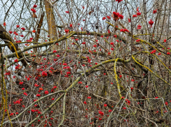 Тишина, умиротворение, поздние ягоды и последние грибы: цимлянский лес в ожидании зимы