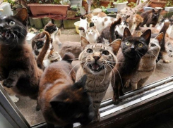 Хозяйку 20 кошек оштрафовали за вонь в подъезде после жалобы соседей