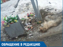 Труп собаки и кучи мусора ежедневно наблюдают волгодонцы на автобусной остановке на 30 лет Победы