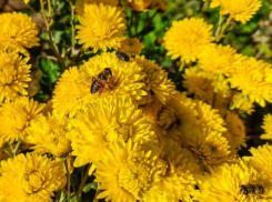 Избегать длительного нахождения на солнце советуют волгодонцам сегодня 