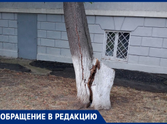 Дерево может упасть на Детскую театральную школу: волгодонец