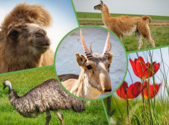 Дом для сайгаков, первый курорт Ростовской области и тюльпанные просторы: что можно увидеть на Маныче