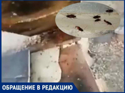 Огромные сверхбыстрые тараканы захватили дом на Ленина в Волгодонске