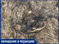 «Погибли птицы и ежи»: волгодончанку шокировали последствия пала тростника 