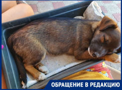 Водитель на «Хендай Акцент» сбил щенка в Цимлянске и оставил его умирать