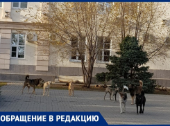 «Из-за стаи собак безопасность кошек под вопросом»: волгодонцы