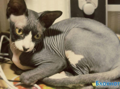 Лола — 49-я участница конкурса «Самый красивый кот Волгодонска»