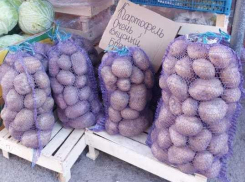 Красный, желтый, зеленый: как выбрать безопасный картофель на рынках Волгодонска и Цимлянска