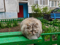 Ветрено и пасмурно будет в Волгодонске сегодня