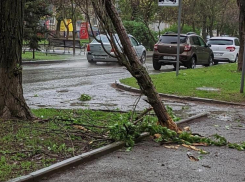 Шквалистый ветер повалил дерево на улице Ленина в Волгодонске