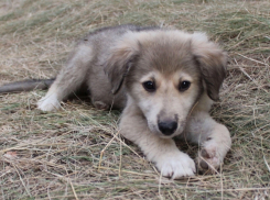 Неизвестные отрезали голову бездомному щенку и положили ее на дорогу