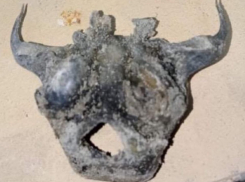 «Рептилоид», «лисица», «копытное»: кости неизвестного происхождения обнаружили рабочие в Волгодонске