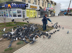 Сердобольные бабушки: почему Волгодонск утопает в голубином помете