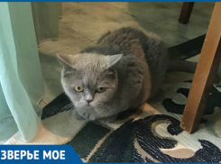 После девяти лет жизни в семье кошка Ирис осталась на улице