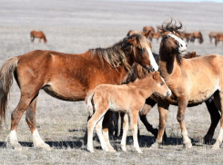 Очаровательные «шерстяные» жеребята появились на свет в табуне диких лошадей в Ростовской области на Маныче