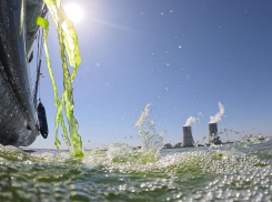 Чтобы вода не «цвела»: в водоем-охладитель Ростовской АЭС запустили новую партию хлореллы