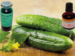 Без зеленки и йода огурцы не выживут