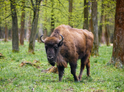 С расселением зубров в Цимлянском районе решили повременить