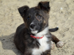 Крошка Чарли нуждается в ответственной и любящей семье