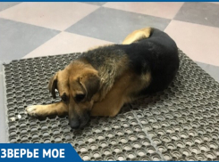 Уличный пес с грустными глазами отказывается от еды из-за тоски и одиночества