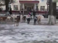 Огромная стая диких собак у входа в школу испугала детей и взрослых в Волгодонске