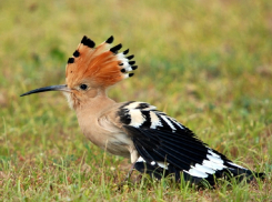 Птица-панк и пометный снайпер: обитающий в окрестностях Волгодонска удод совсем не прост