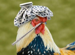 В Волгодонске и близлежащих районах наступает сезон птичьего гриппа 