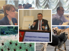 Клещи и собаки продолжают кусать волгодонцев: глава администрации потребовал усилить меры борьбы