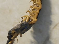 Охотится на тараканов и больно кусается: огромную сколопендру обнаружили в Волгодонске