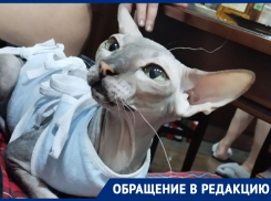 «Лежала под завалами мусора»: волгодончанки спасли из мусорного контейнера кошку породы сфинкс