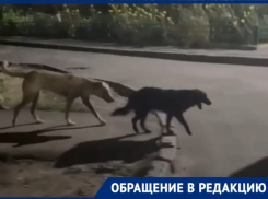 «Преследуют и если отходишь от компании – кидаются»: волгодонцы пожаловались на свору собак в квартале В-У 