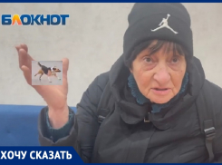«Бродячих собак надо защищать от людей»: зооактивистка рассказала о преследовании животных в Волгодонске