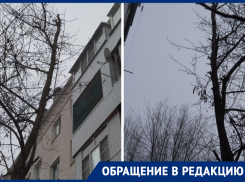«Через пару месяцев деревья повыбивают нам окна»: волгодончанка высказала мнение об обрезке деревьев на Ленина