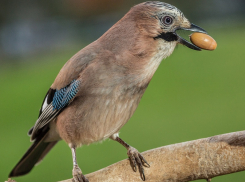 Яркие птицы, которые могут мяукать и говорить, поселились в Волгодонске 