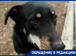 «Собаколюбом быть ты можешь, а человеком стать обязан»: волгодончанка призвала хозяев питомцев убирать экскременты