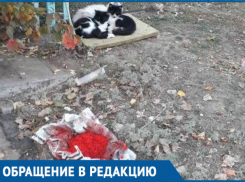 Красную икру не едят зажравшиеся уличные коты Волгодонска