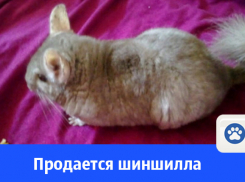 Продается шиншилла самец